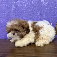 Seth, a male Shih Tzu for sale in Arthur, IL – Photo 3 of 3