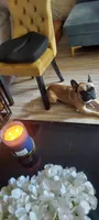 Kingsley , a male French Bulldog for sale in Philadelphia, PA – 4 of 5