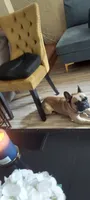 Kingsley , a male French Bulldog for sale in Philadelphia, PA – 1 of 5