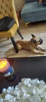 Kingsley , a male French Bulldog for sale in Philadelphia, PA – 3 of 5