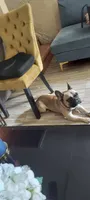 Kingsley , a male French Bulldog for sale in Philadelphia, PA – 5 of 5