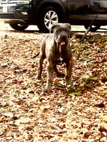 Thanos, a male Cane Corso for sale in Fort Collins, CO – 2 of 4