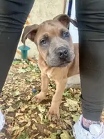 Brutus, a male Cane Corso for sale in Fort Collins, CO – 5 of 5