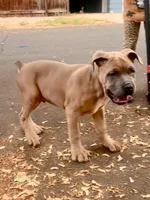 Brutus, a male Cane Corso for sale in Fort Collins, CO – 4 of 5