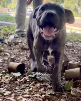 Thanos, a male Cane Corso for sale in Fort Collins, CO – 3 of 4