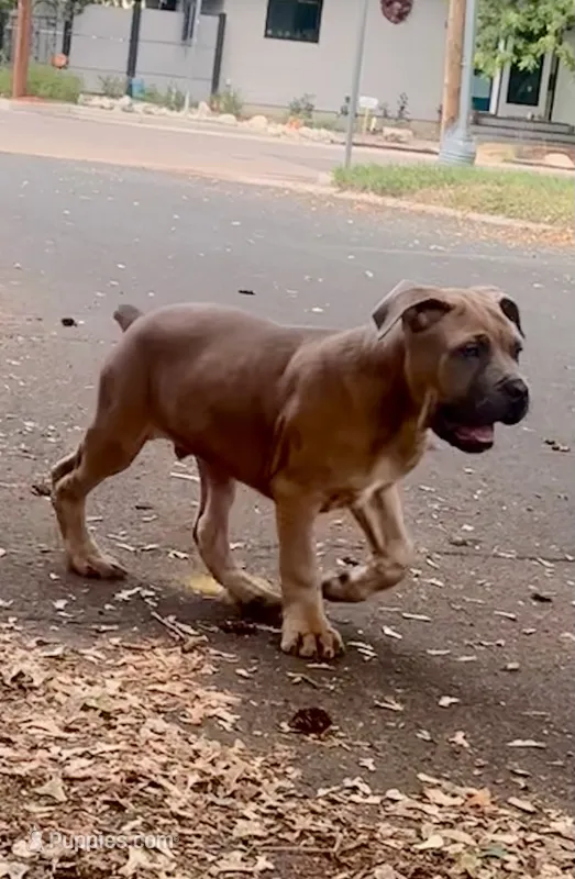 Brutus – Cane Corso puppy for sale in Fort Collins, CO