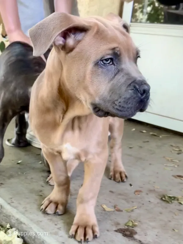 Brutus – Cane Corso puppy for sale in Fort Collins, CO
