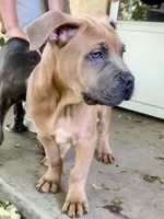 Brutus, a male Cane Corso for sale in Fort Collins, CO – 2 of 5