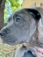 Thanos, a male Cane Corso for sale in Fort Collins, CO – 4 of 4
