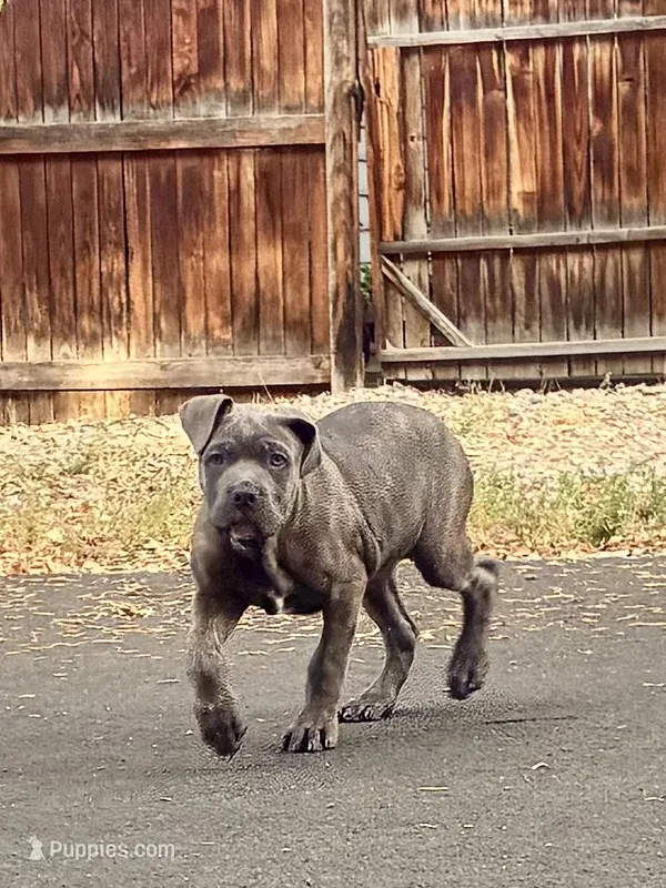 Thanos – Cane Corso puppy for sale in Fort Collins, CO