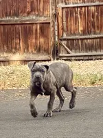 Thanos, a male Cane Corso for sale in Fort Collins, CO – 1 of 4