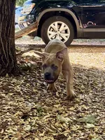 Brutus, a male Cane Corso for sale in Fort Collins, CO – 3 of 5