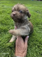 Poppy, a male Shorkie for sale in Marietta, GA – 3 of 4