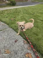 Bandit, a male Shorkie for sale in Marietta, GA – 9 of 9