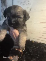 Davinci, a male Shorkie for sale in Marietta, GA – 2 of 5