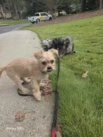 Bandit, a male Shorkie for sale in Marietta, GA – 8 of 9
