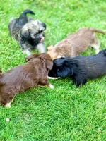Davinci, a male Shorkie for sale in Marietta, GA – 6 of 7
