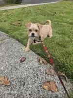 Bandit, a male Shorkie for sale in Marietta, GA – 7 of 9