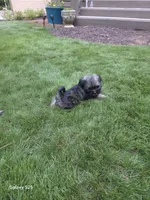 Davinci, a male Shorkie for sale in Marietta, GA – 5 of 5