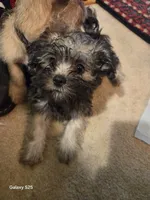 Davinci, a male Shorkie for sale in Marietta, GA – 7 of 7