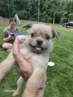 Bandit, a male Shorkie for sale in Marietta, GA – 5 of 7