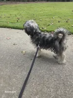 Davinci, a male Shorkie for sale in Marietta, GA – 8 of 10
