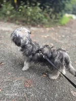 Davinci, a male Shorkie for sale in Marietta, GA – 9 of 10
