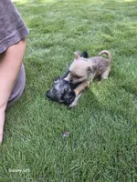 Bandit, a male Shorkie for sale in Marietta, GA – 4 of 7