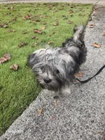 Davinci, a male Shorkie for sale in Marietta, GA – 7 of 10