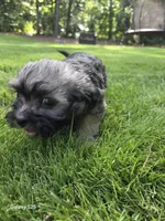 Davinci, a male Shorkie for sale in Marietta, GA – 3 of 5