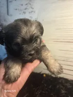 Davinci, a male Shorkie for sale in Marietta, GA – 4 of 5