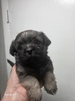 Davinci, a male Shorkie for sale in Marietta, GA – 1 of 5