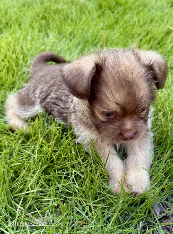 Poppy – Shorkie puppy for sale in Marietta, GA