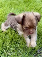 Poppy, a male Shorkie for sale in Marietta, GA – 1 of 4