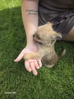 Bandit, a male Shorkie for sale in Marietta, GA – 2 of 7