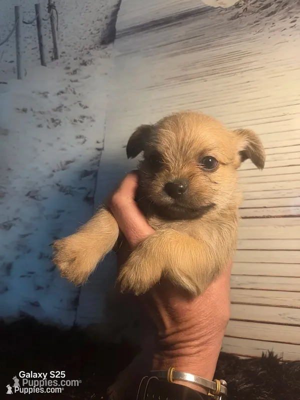 Bandit – Shorkie puppy for sale in Marietta, GA