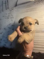 Bandit, a male Shorkie for sale in Marietta, GA – 7 of 7
