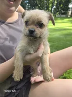 Bandit, a male Shorkie for sale in Marietta, GA – 3 of 7