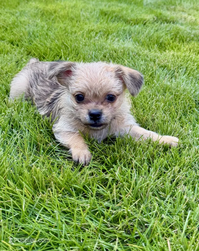 Bandit – Shorkie puppy for sale in Marietta, GA