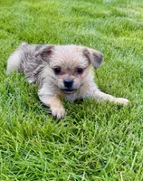 Bandit, a male Shorkie for sale in Marietta, GA – 1 of 7