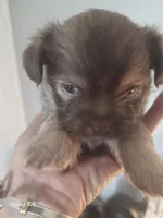 Poppy, a male Shorkie for sale in Marietta, GA – 2 of 4