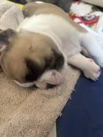 Gabi Jr Jr , a male French Bulldog for sale in Midland, TX – 2 of 2