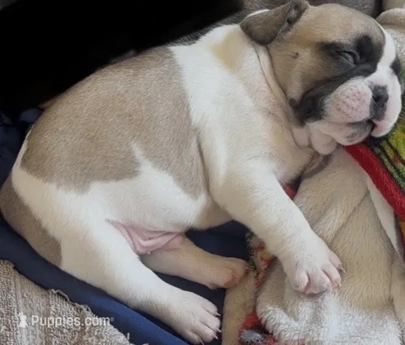 Gabi Jr Jr  – French Bulldog puppy for sale in Midland, TX