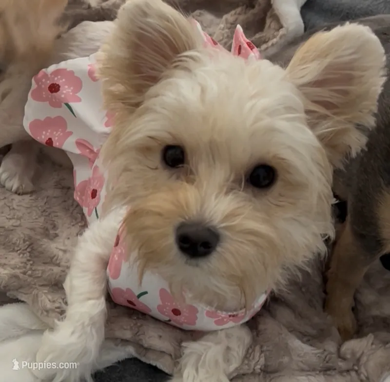 Raya – Yorkshire Terrier puppy for sale in Palm Springs, CA