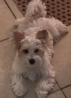 SNOW PARTI FEMALE, a female Yorkshire Terrier for sale in Palm Springs, CA – 10 of 10