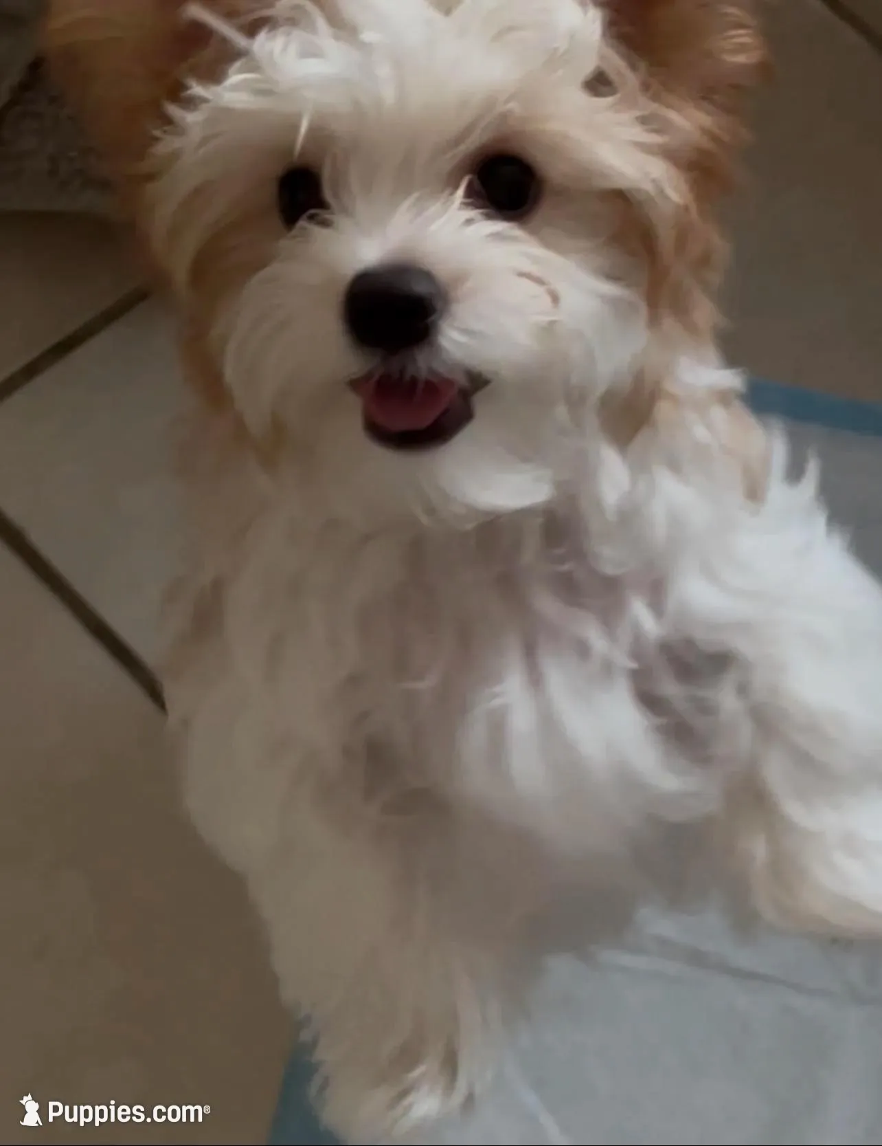 Teddy Bear Boy, a male Yorkshire Terrier for sale in Palm Springs, CA – Photo 2 of 10