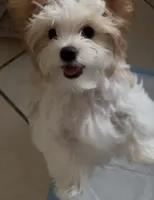 Gold and White Parti, a male Yorkshire Terrier for sale in Palm Springs, CA – Photo 5 of 6