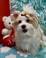 Parti Buddy, a male Yorkshire Terrier for sale in Palm Springs, CA – Photo 4 of 10