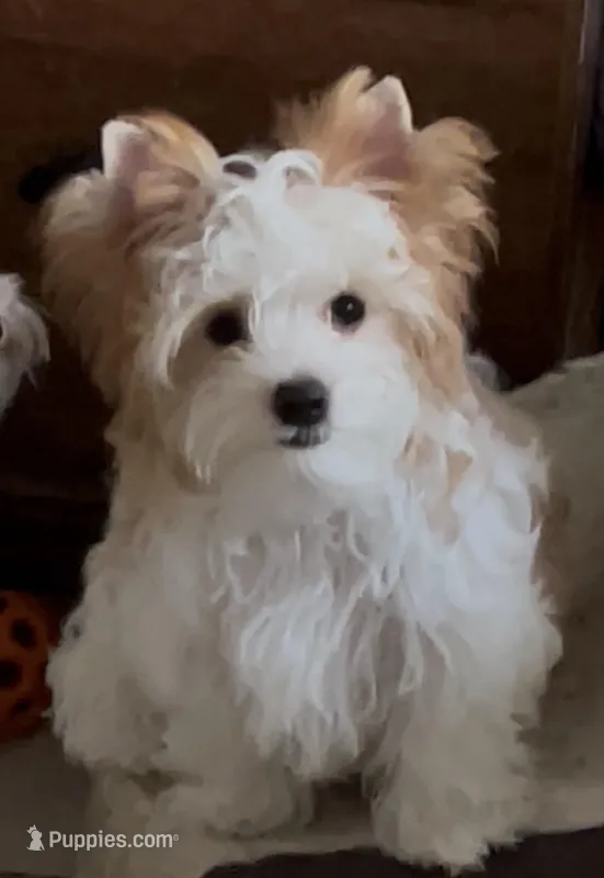 Gold and White Parti – Yorkshire Terrier puppy for sale in Palm Springs, CA