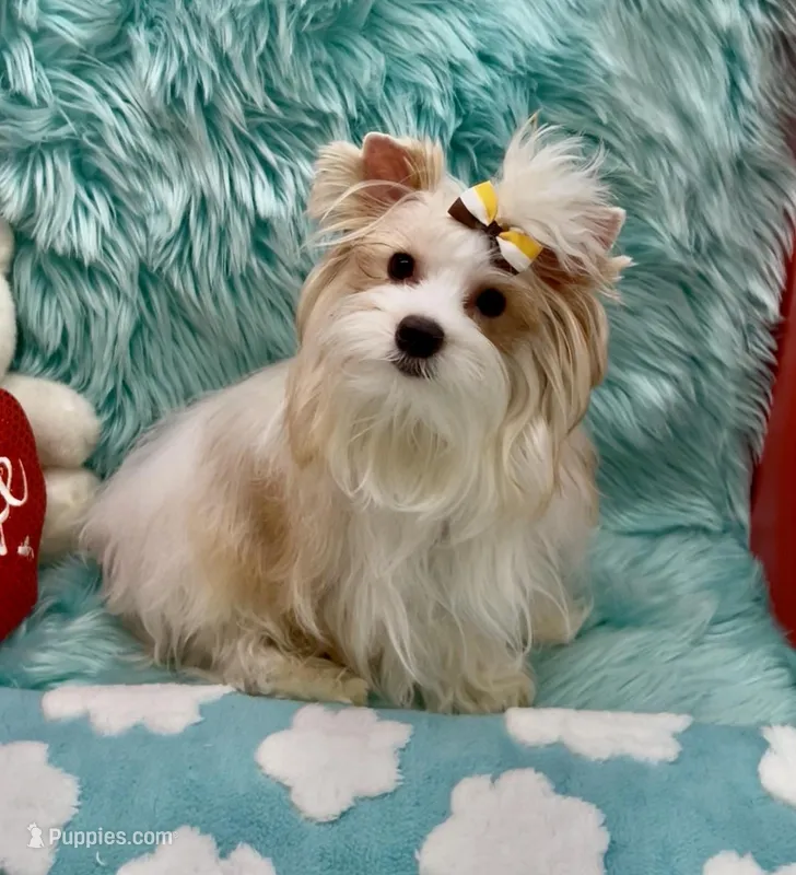 Parti Buddy, a male Yorkshire Terrier for sale in Palm Springs, CA – Photo 1 of 10